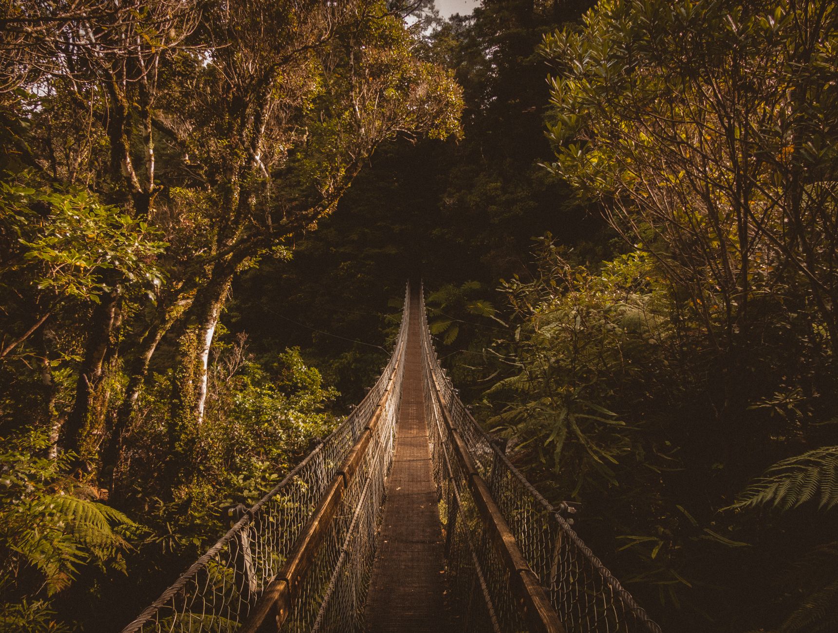 Lush green rainforest trail new zealand